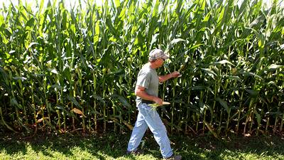 Calendar: Corn yield survey in Montgomery County 