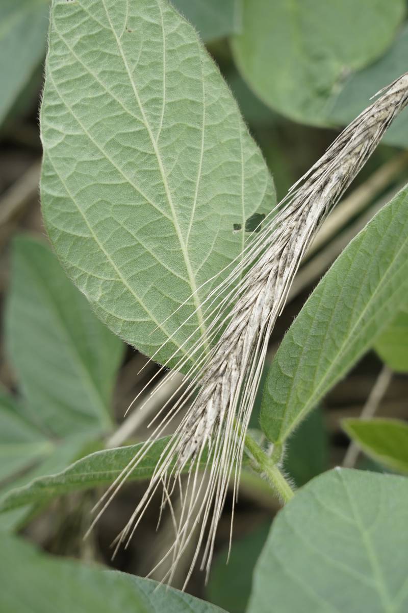 Stalks of cereal rye used as a cover crop for soybeans can naturally suppress weeds, by blocking sunlight and preventing germinating weeds from getting the light they need.