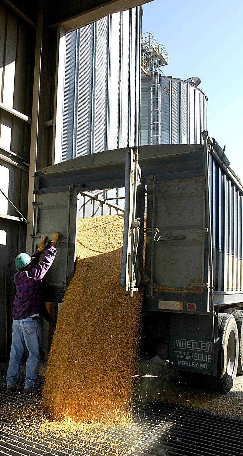 Farmers deliver their stored corn in Missouri. The grain is placed into a holding bin and eventually will be shipped out by barge.