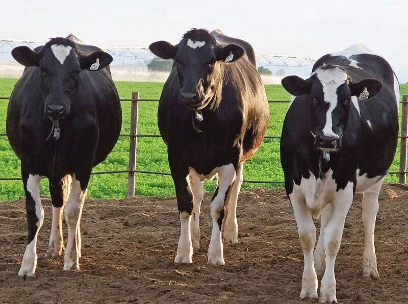 Embryos enable dairies to achieve rapid genetic progress, increase pregnancies during heat stress or change cattle breeds in a single generation.