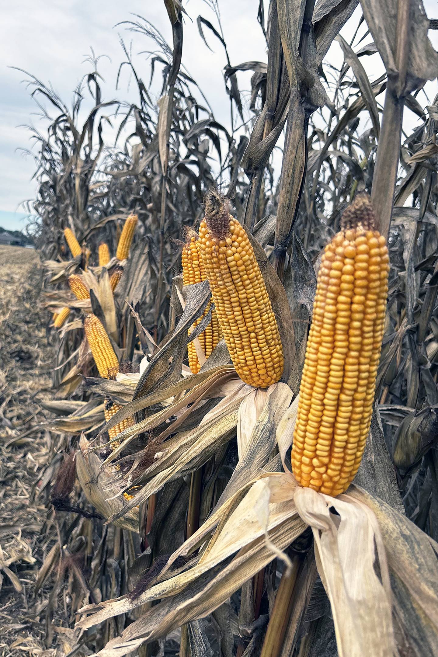 This corn is from the 320-bushel plot harvested by Will Swope near Hope in southeastern Indiana.