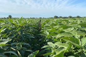 Beck’s adds high-oleic soy trait to its portfolio