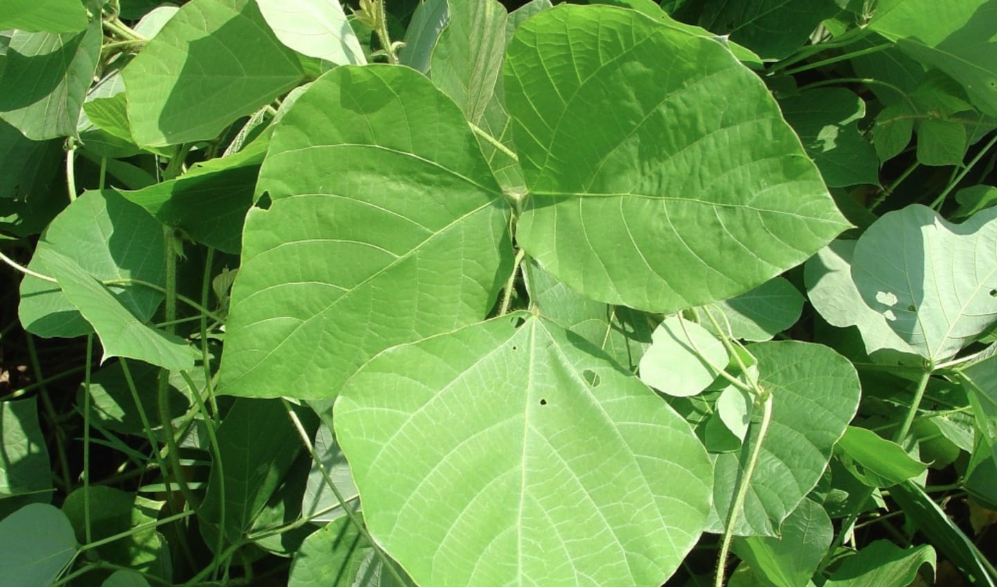 Kudzu is a deciduous, climbing, perennial vine, with stems up to 4 inches across.
