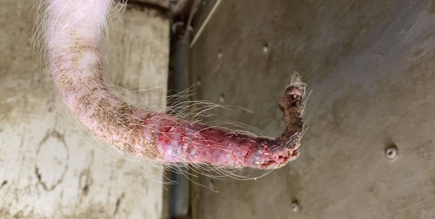 Once the tail becomes damaged and bleeding begins, additional pigs may be attracted to the wounds.