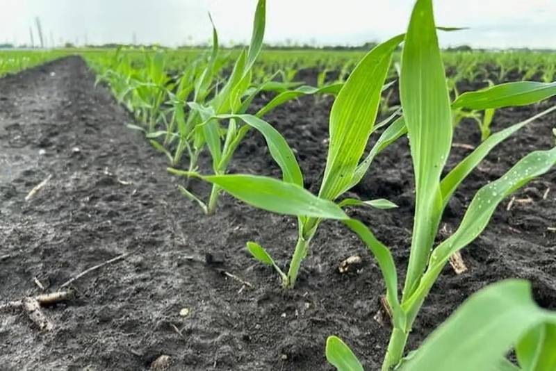 Researchers found corn bred with wild genes reduces nitrogen loss by controlling soil microbes while keeping yields stable and improving sustainability.