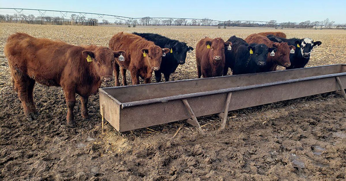 Cattle grazing and soybean yields AgriNews