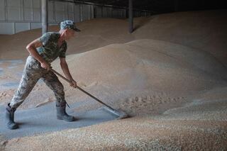 A worker rakes wheat in a granary on a private farm in Zhurivka, Kyiv region, Ukraine.