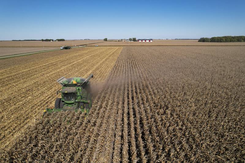 A combine harvests corn at a farm near Allerton in eastern Illinois.
