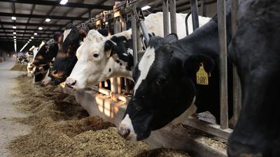 Modern dry-off success: Four trends driving better cow care