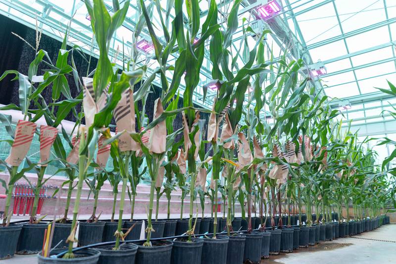Corn is studied at a Beck’s research station.