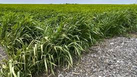 Study sees future yield drop, cover crop efficiency