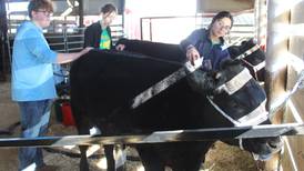 Chicago students show steers at Beef Expo