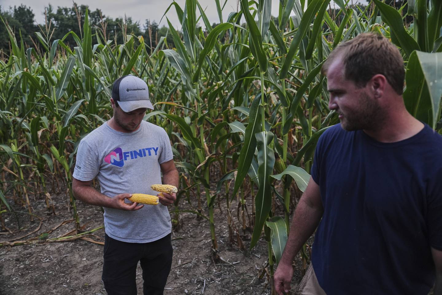 Robb Rynd (left) inspects ears of corn from his brother, Gary Rynd, at their field in Paw Paw, Michigan.