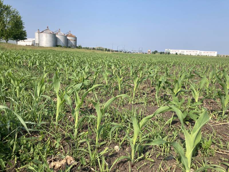 Illinois crop progress June 13, 2025,