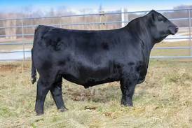 Bid on trusted genetics to strengthen cattle herds at Illinois Performance Tested Bull Sale