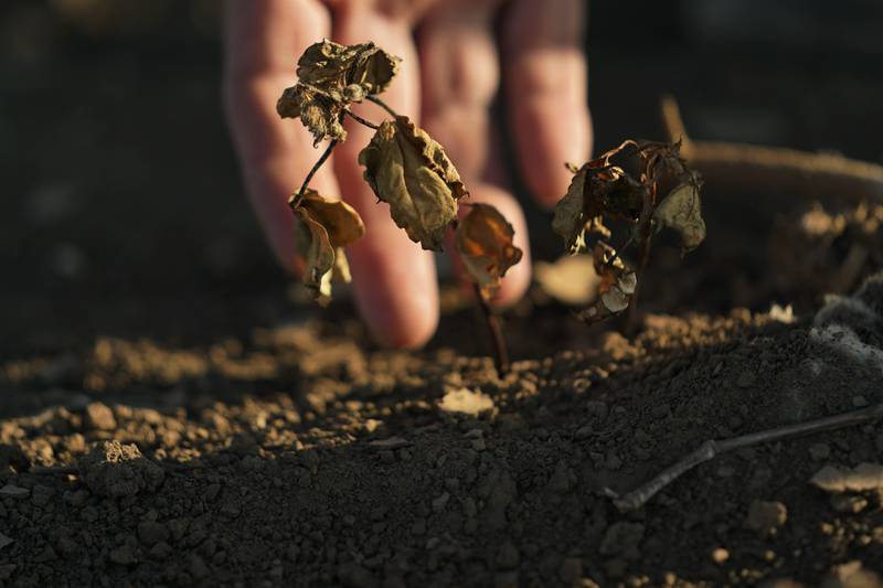 Cotton that did not survive amid a drought is shown in Texas.