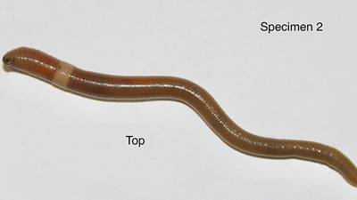 Keep an eye out for invasive jumping worms in garden