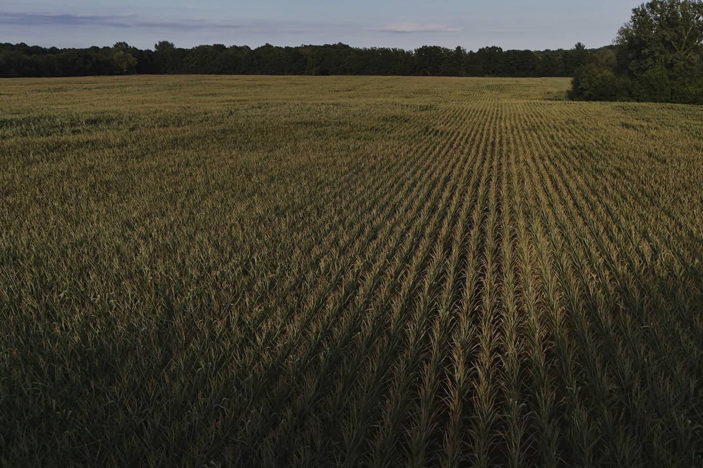 Stressed corn grows in a field in Paw Paw, Michigan.