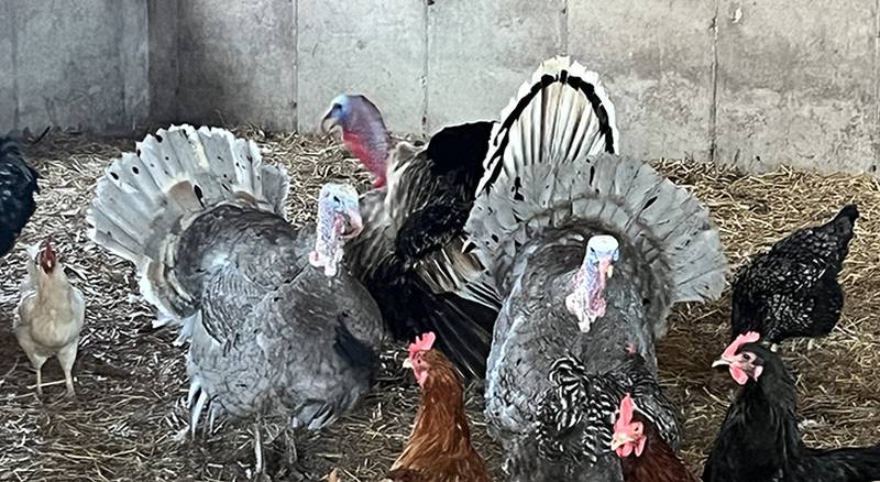 Demand for locally raised poultry continues to grow,
