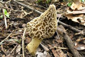 The morel of the story: Mushroom hunting season a go