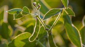 U.S. Soy Sustainability Assurance Protocol hits 100MMT exports milestone