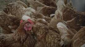 Experts say bird flu risk to public and poultry workers remains low