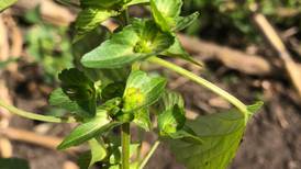 Novel Illinois weed species identified in Stephenson County