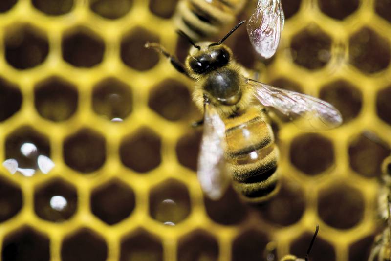 A hive of honeybees sits on display at the Vermont Beekeeping Supply booth at an annual farm show in Essex Junction, Vermont.