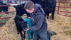American Star Farmer finalist: Mickey grows crops, starts Angus herd