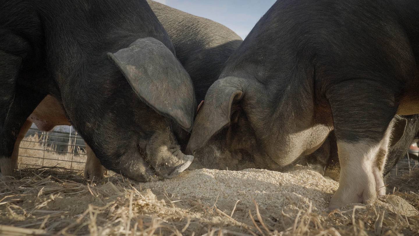 The Midwest Pork Conference offers a day of networking and education for anyone involved in the pork industry.