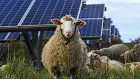 Bees, sheep, crops: Solar developers tout multiple benefits