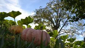 Dry weather affects pumpkin yields
