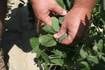 EPA approves restrictive OTT dicamba label