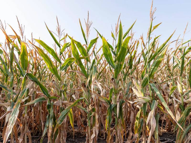 E15 for all, a win-win for farmers and consumers