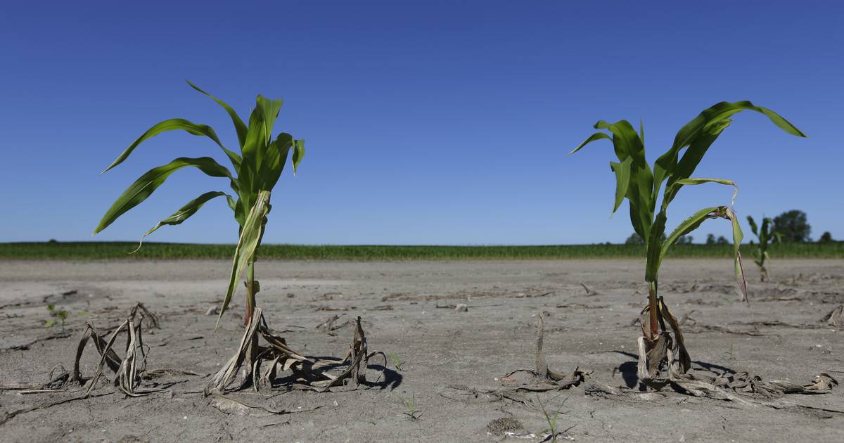 39 Illinois counties designated disaster areas