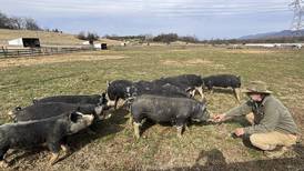 Family-owned pig farm embraces sustainable pork production