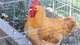 Avian flu hits Indiana flocks