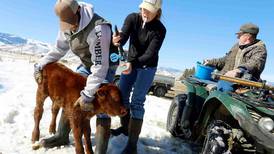 Montana ranchers switch to later calving