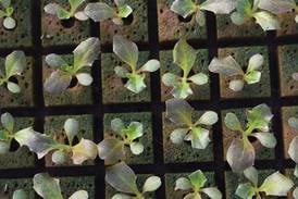 U.S. sees $18.3 billion in horticulture sales