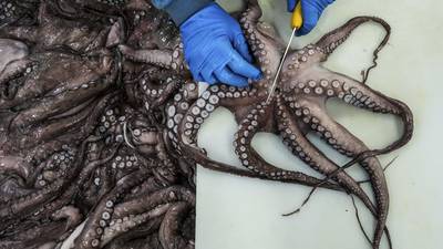 As octopuses dwindle in open waters, suppliers looking to imports and farming despite concern