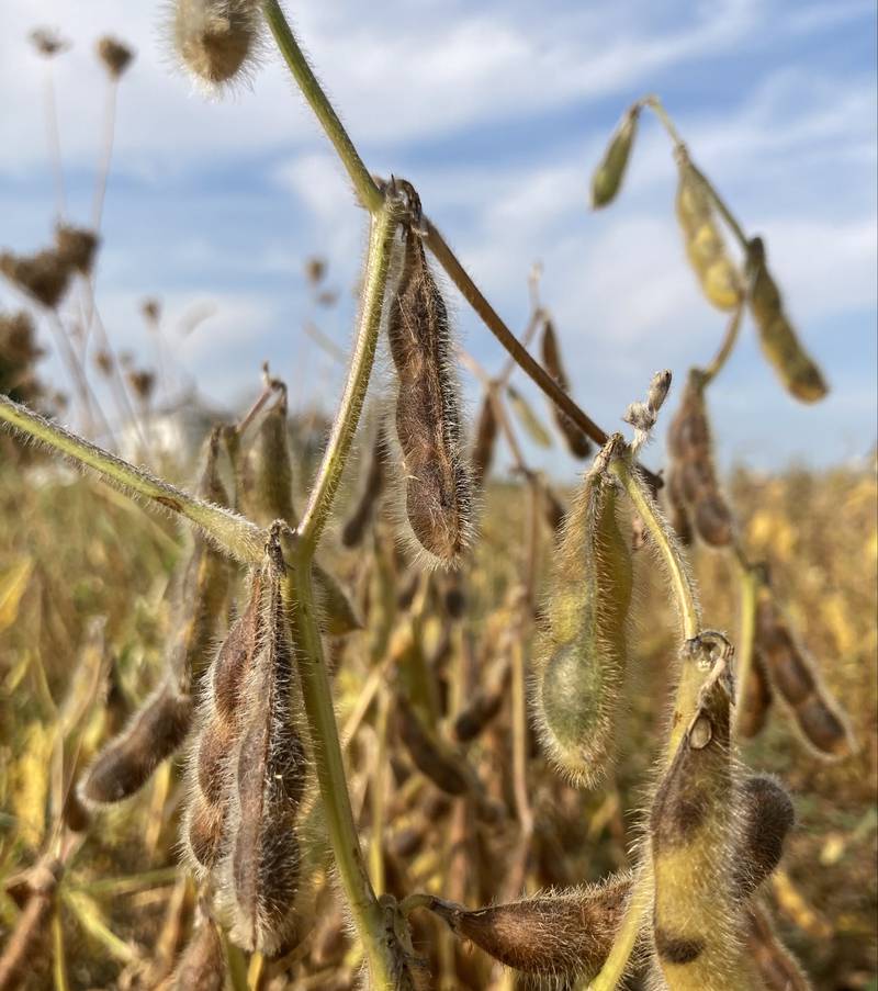 Illinois crop progress.