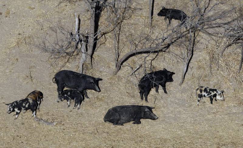 Feral pigs roam near a Mertzon, Texas ranch. Minnesota, North Dakota and Montana and other northern states are making preparations to stop a threatened invasion from Canada. Wild pigs already cause around $2.5 billion in damage to U.S. crops every year, mostly in southern states like Texas. But the exploding population of feral swine on the prairies of western Canada is threatening spill south.