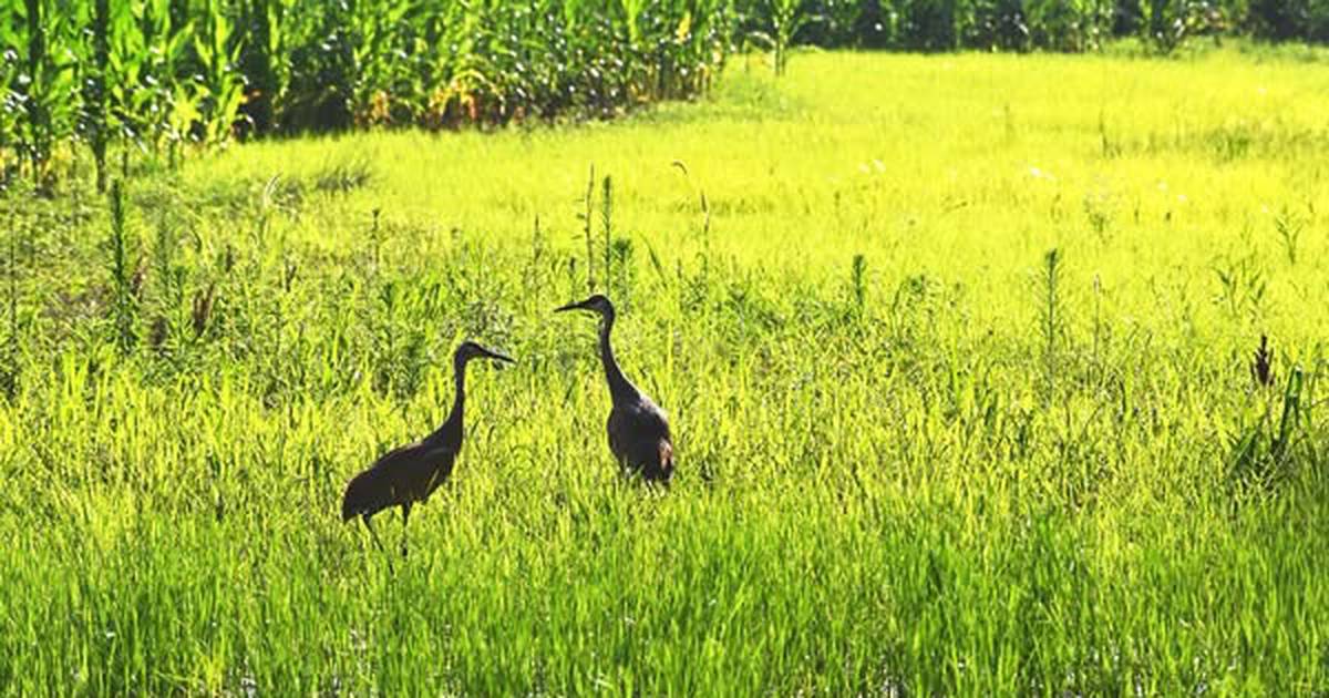 ‘Clean water for all’: Finding solutions to nutrient loss