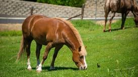 Plan ahead to keep horses healthy