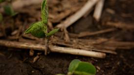 Thirsty crops struggle early on