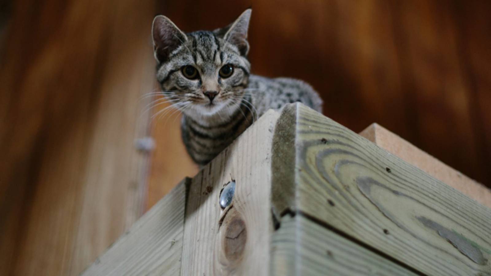 Caring for barn cats Veterinarian shares tips for looking after our most resourceful felines
