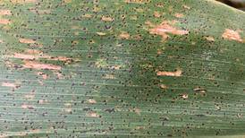 Tar spot a rising concern for growers
