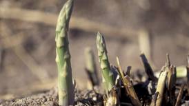 Asparagus in the garden takes its time but is worth the wait