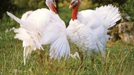 Poultry’s impact on corn, soybean prices 