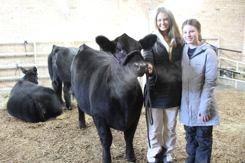 Claire Dorsey (left) and Jemma Dorsey brought four heifers to show during the Illinois Beef Expo. The sisters, who are also best friends and passionate about working with their cattle, placed first and second in the heifer division of the 2024 IBA Junior Points Show Program.